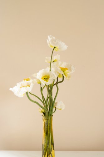 bouquet de coquelicots blancs